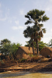 Thatched hut and palm, Mali