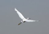 Egret in flight, Mali
