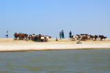 Fulani herders with there cattle on the North Bank of the Niger River