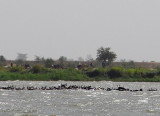 A herd of Fulani cattle swimming across the Niger River, Mali