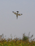 Kingfisher diving, Mali