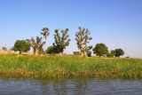 Baobabs near the Niger River, Mali