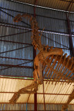 Dinosaur, Muse Nationale du Niger