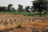 Yams, potato like vegetables, are grown in small mounds making for easily identifiable fields, Benin
