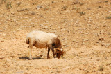 Sheep, Palmyra, Syria