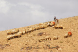Near the reservoir is an area where shepherd graze their flocks