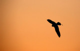 Falcon against the red sky at sunset, Bab Al Shams