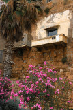 Flowers around the Tartous Citadel