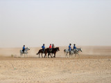 Arabian horses in the desert near Dubai Endurance City