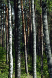 Latvian forest