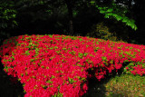 Kitanomaru-koen National Garden, Tokyo