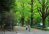 Springtime greenery around Yoyogi Park, Tokyo
