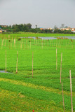Green fields near Phnom Penh