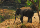 I didnt visit the touristy elephant camp, but you can see quite a bit from the road