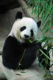 Giant Panda, Chiang Mai Zoo