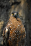 Crested Serpent Eagle (Spilornis cheela) Chiang Mai Zoo