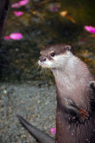 Mall-clawed Otter (Aonyx cinerea) Chiang Mai Zoo