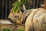 Great Indian Rhinoceros (Rhinoceros unicornis) Chiang Mai Zoo