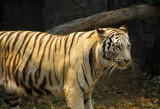 White Bengal Tiger (Panthera tigris tigris) Chiang Mai Zoo