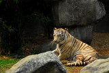 White Bengal Tiger (Panthera tigris tigris) Chiang Mai Zoo