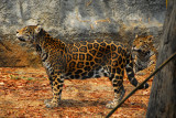 Jaguar (Panthera onca) Chiang Mai Zoo