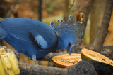 Victoria Crowned Pigeon (Goura victoria) Chiang Mai Zoo