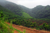 Northern Thai Hillcountry, Doi Ang Khang