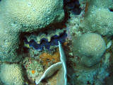 Burrowing giant clam (Tridacna maxima)
