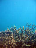 Barrel sponge & staghorn coral, Ko Tao