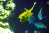 In the basement of the Oceanographic Museum is an aquarium