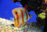 Aquarium, Monaco Oceanographic Museum