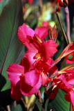 Royal Botanic Gardens, Melbourne