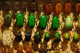 Insect collection, Melbourne Museum - iridescent green beetles