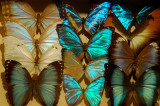 Insect collection, Melbourne Museum - butterflies
