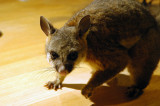 Common Brushtail Possum (Trichosurus velpecula)