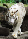 White Tiger, Singapore Zoo