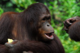 Orangutan, Singapore Zoo