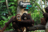 Orangutans, Singapore Zoo