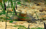 Komodo Dragon (Varanus komodoenis) Singapore Zoo