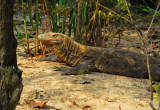 Komodo Dragon (Varanus komodoenis) Singapore Zoo