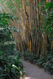 Bamboo grove, Singapore Zoo