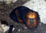 Golden-headed Lion Tamarin (Leontopithecus chrysomelas) Singapore Zoo