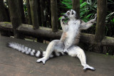 Ring-tailed Lemur (Lemur catta) Singapore Zoo)