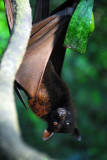Malayan Flying Fox (Pteropus vampyrus) Singapore Zoo