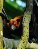 SingaporeZooFeb07 269.jpg