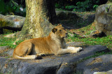 Africa - Lion, Singapore Zoo