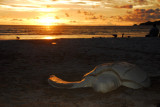 Sea turtle sculpture, Patong Beach, at sunset, Phuket