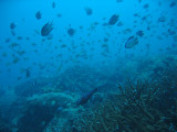 Busy coral reef, Racha Island, Andaman Sea