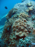 Coral, Racha Island