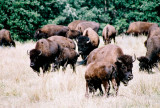 Bison, Custer State Park, South Dakota